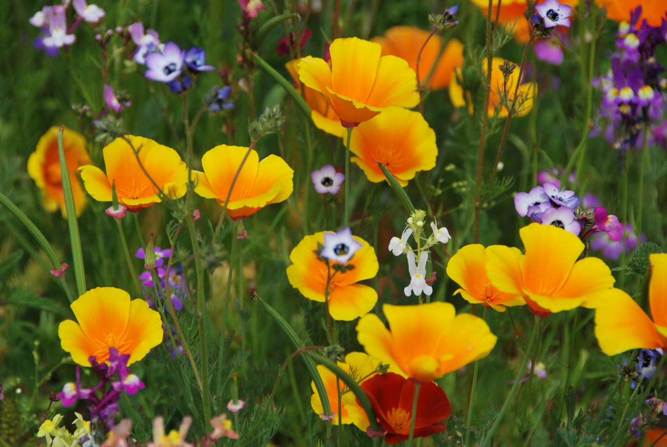 Blumenwiese