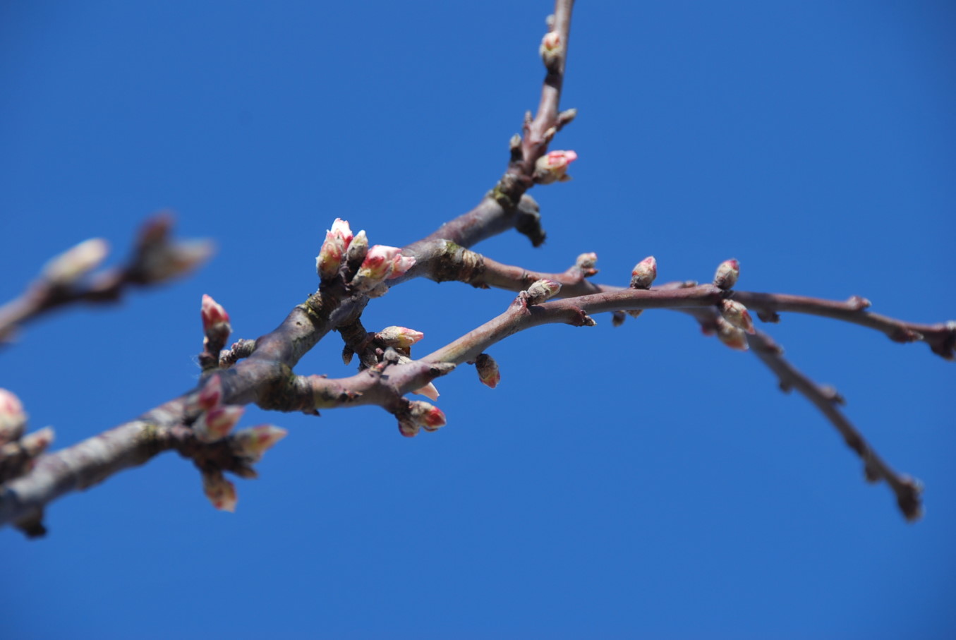 Kirschlüten